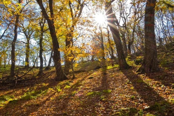 Güneş ışınlarının sonbahar ormanda — Stok fotoğraf