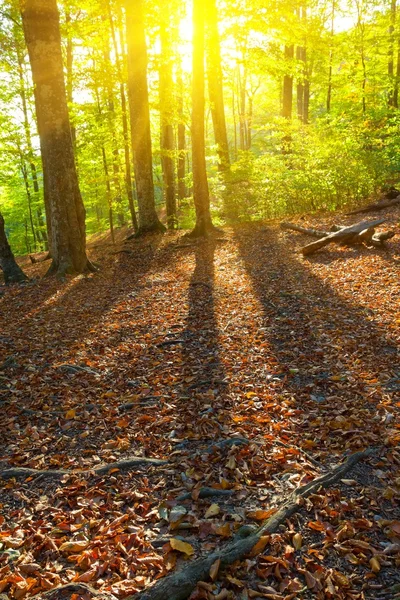 Largas sombras en un bosque otoñal — Foto de Stock