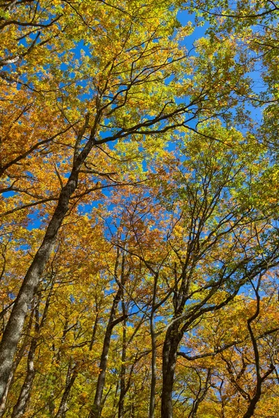 Chênes rouges d'automne sur fond bleu ciel — Photo