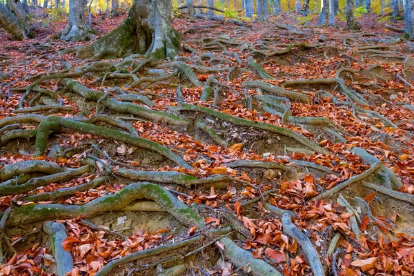 Raíces de árboles en un bosque otoñal — Foto de Stock