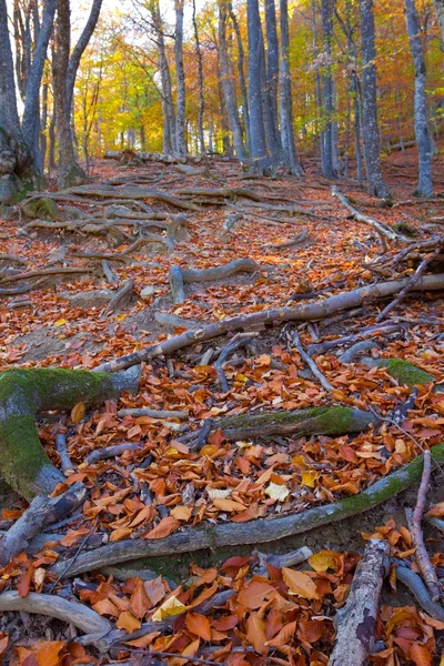 Herbstwald — Stockfoto