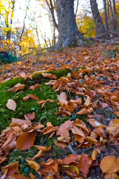 Nahaufnahme trockene Herbstblätter — Stockfoto