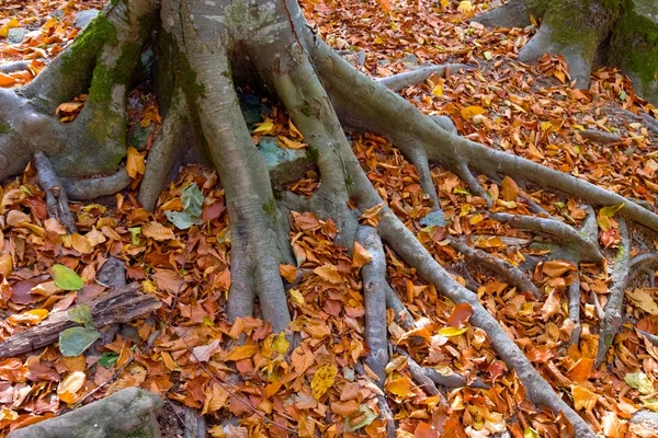 秋天的森林中的树 — 图库照片