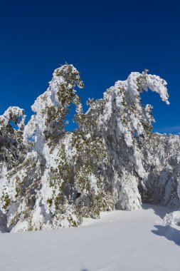 aydınlık kış orman