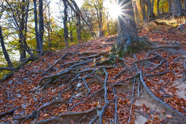 Raízes de árvores em raios de sol — Fotografia de Stock