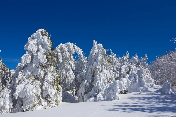 Floresta de inverno com neves — Fotografia de Stock