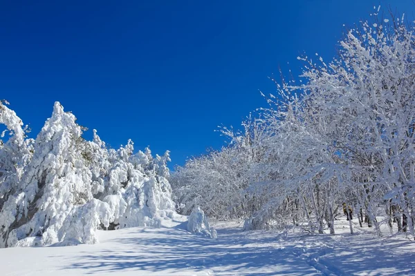 冬の森のシーン — ストック写真