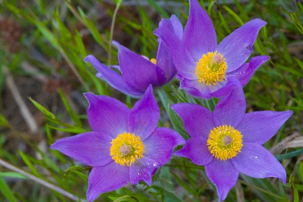 Closeup violet flowers — Stock Photo, Image