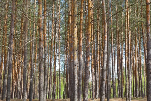 Slender pine trees in a forest — Stock fotografie