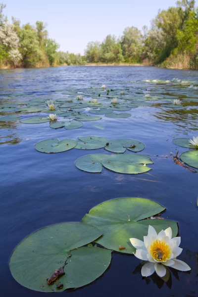 Lys blanc sur un lac — Photo