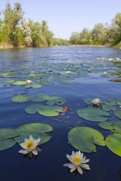 Fiume estivo con gigli — Foto Stock