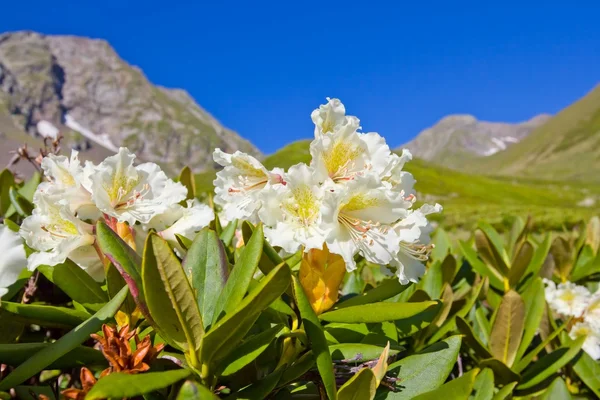 Closeup white rhododendrons — Stock Photo, Image