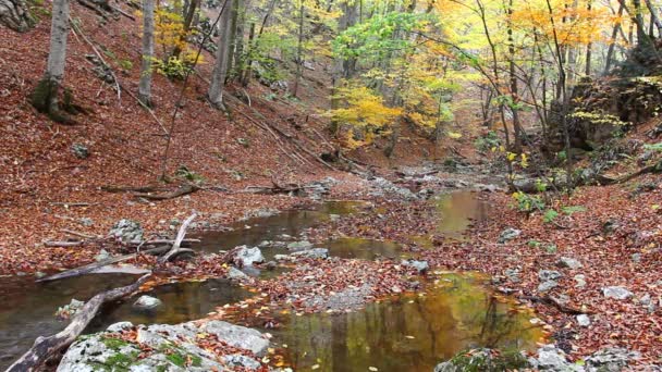 Jesienią rzeka — Wideo stockowe
