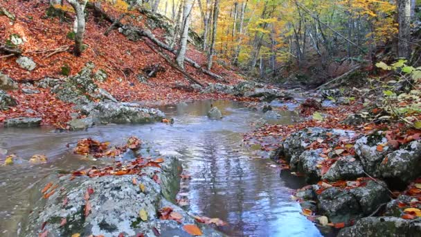 Rivière dans un canyon d'automne — Video