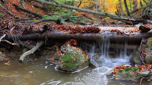 Piccola cascata d'acqua — Video Stock