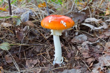 bir ormandaki flyagaric mantar