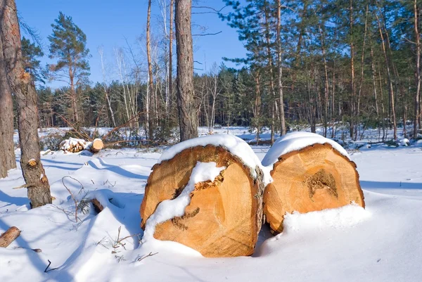 Dřevěné kmeny v zimním lese — Stock fotografie