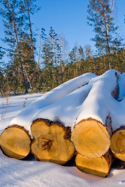 Heat of pine trunks in a winter forest — Stock Photo, Image