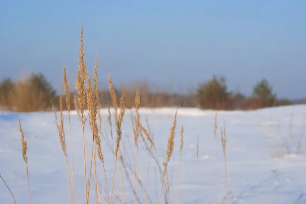 Plaine enneigée d'hiver — Photo