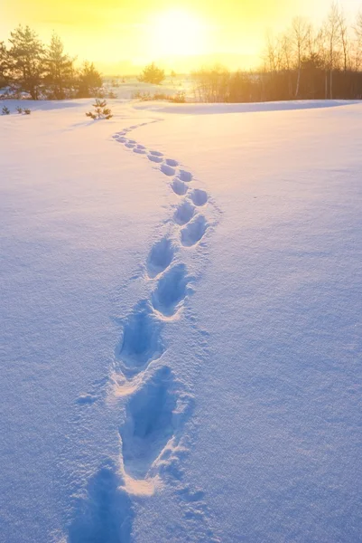 Tracks on a winter evening snow — Stock Photo, Image