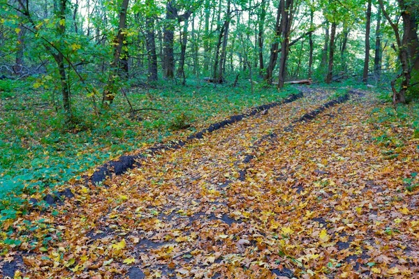 Silnice v podzimním lese — Stock fotografie