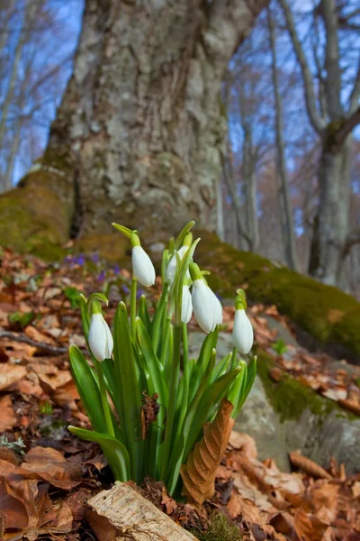 Bonito closeup snowdrops — Fotografia de Stock