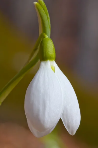 Krásný záběr sněženka — Stock fotografie