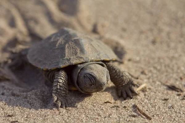 Small turtle on a sand — Stock Photo, Image