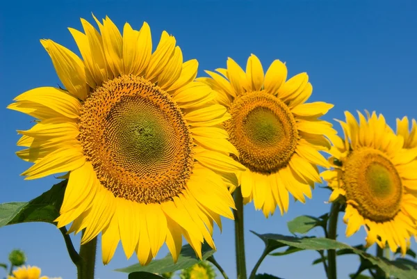 Yaz gökyüzü arka plan ayçiçeği — Stok fotoğraf