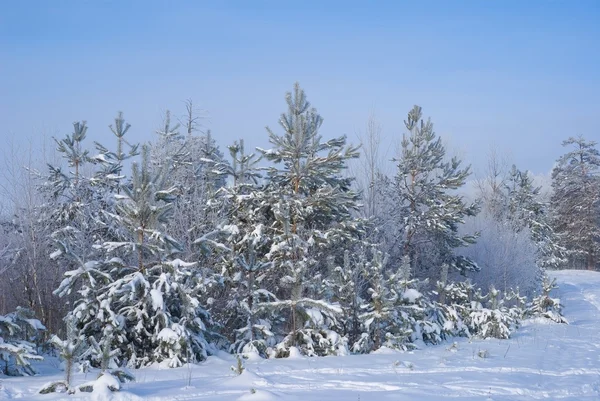 Floresta de pinheiro em uma neve — Fotografia de Stock