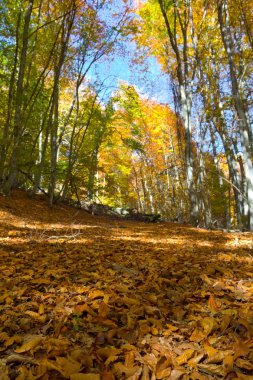 Kırmızı sonbahar orman