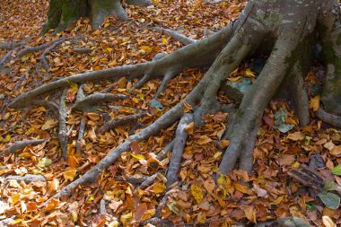 closeup Ağaç kökleri