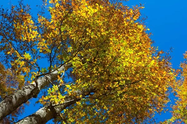 Mavi gökyüzü arka plan üzerinde kırmızı sonbahar kayın ağacı — Stok fotoğraf