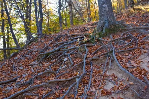 Baumwurzeln im herbstlichen Wald — Stockfoto