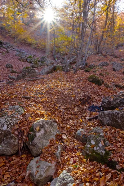 Herfst bos scène — Stockfoto