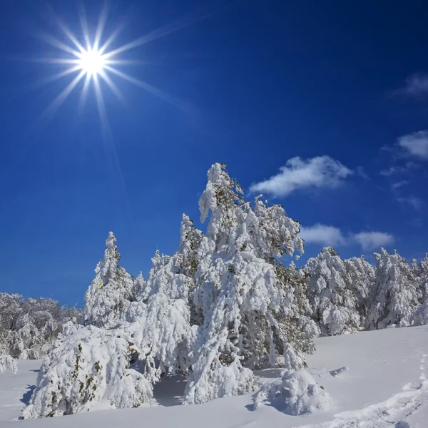 Foresta invernale da una giornata scintillante — Foto Stock