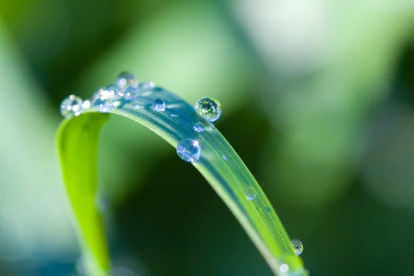 Gros plan herbe verte dans une goutte — Photo