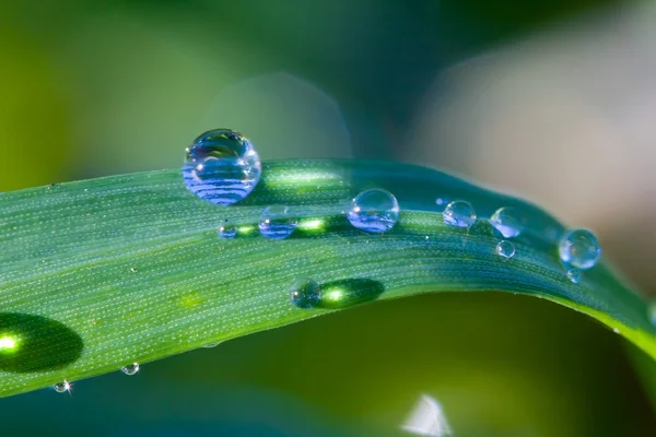 Green sprouts in a drops — Stock Photo, Image