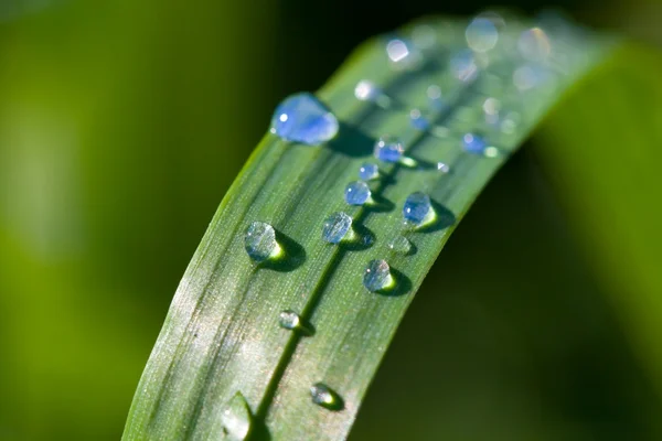 Closeup trávy ve vodní kapky — Stock fotografie