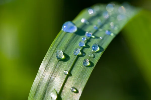 Primeros planos de hierba en gotas de agua —  Fotos de Stock