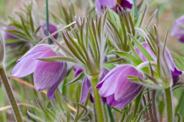 güzel bahar Menekşe çiçeği