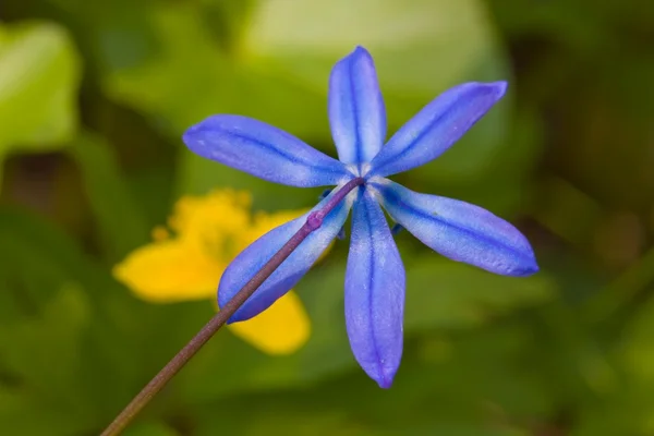 Closeup Jarní květina — Stock fotografie