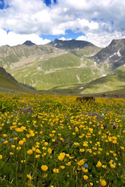 iellow Çiğdem dağ Vadisi