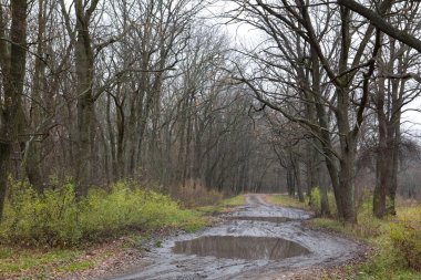 ıslak sonbahar orman yolu