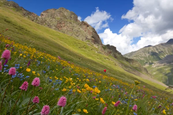 Hang mit Blumen bedeckt — Stockfoto