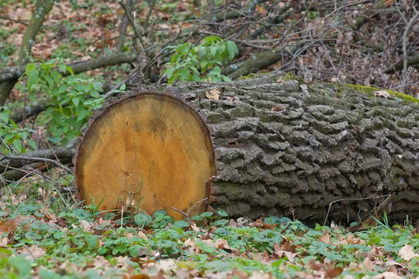 Trunk in a forest — Stock Photo, Image