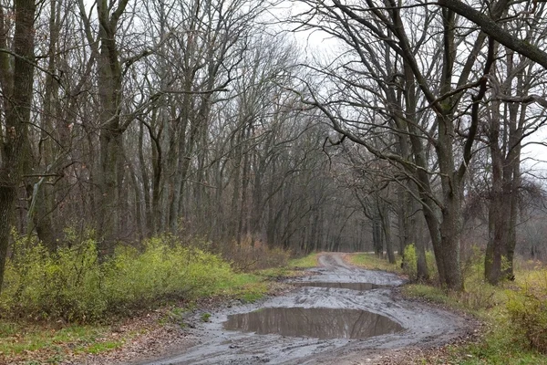 Wet autumn forest road — Stock Photo, Image