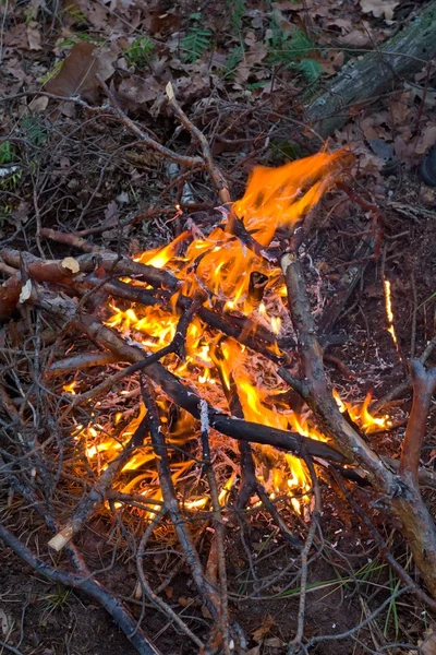 Płomień w lesie — Zdjęcie stockowe