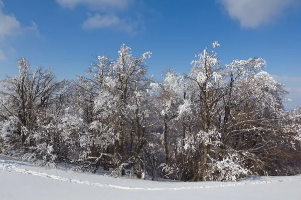 Vintern pinjeskog — Stockfoto