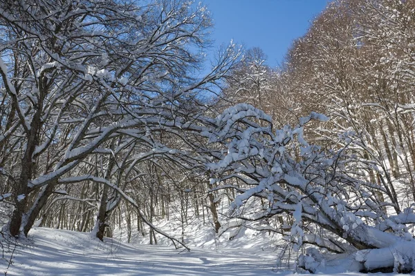 Invierno bosque escena — Foto de Stock